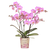 Schmetterlingsorchidee ‚Mineral Switzerland' – Phalaenopsis