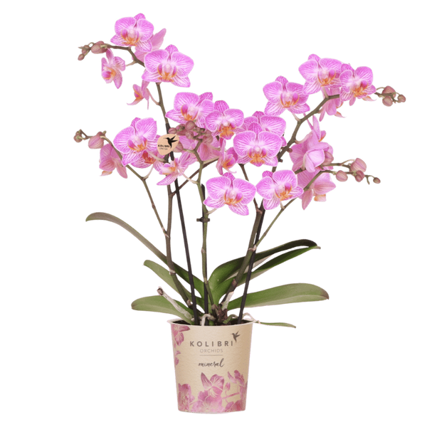 Schmetterlingsorchidee ‚Mineral Switzerland' – Phalaenopsis