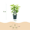 Gemeiner Flieder ‚Madame Lemoine' – Syringa vulgaris – Ansicht 3