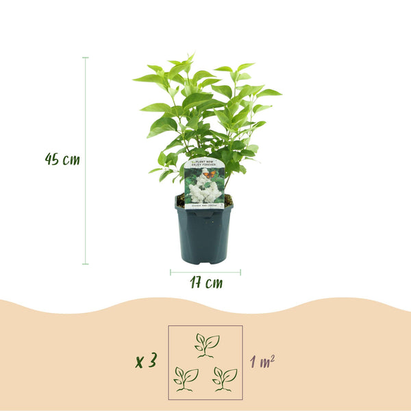 Gemeiner Flieder ‚Madame Lemoine' – Syringa vulgaris – Ansicht 3