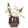 Orchidee ‚Nazaré' – Phalaenopsis