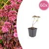Fetthenne ‚Matrona' – Sedum