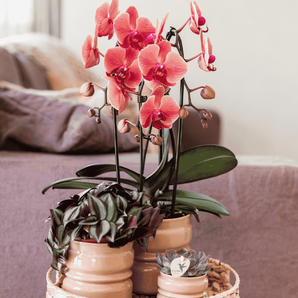 Zebrakraut – Tradescantia zebrina – Ansicht 4