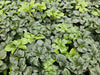 Dickmännchen ‚Green Sheen' – Pachysandra terminalis – Ansicht 5