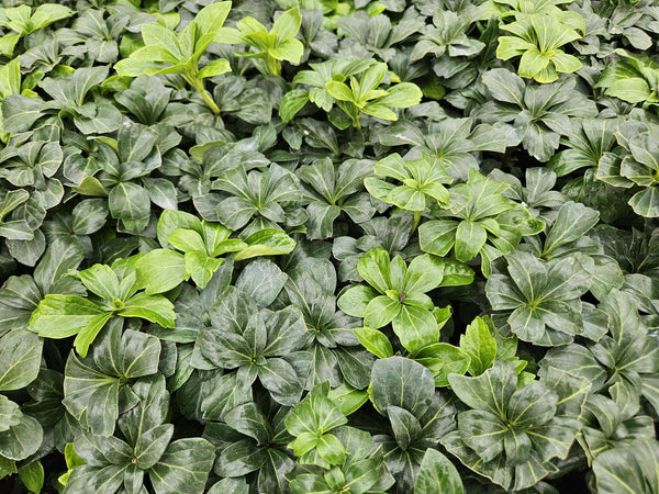 Dickmännchen ‚Green Sheen' – Pachysandra terminalis – Ansicht 5