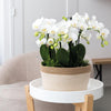 Pflanzen-Set „Dschungelstrauß" – drei Phalaenopsis ‚Amabilis' und drei Grünpflanzen – Ansicht 3