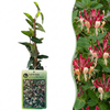 Japanisches Geißblatt ‚Red World' – Lonicera japonica