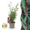Schirmbambus ‚Red Dragon' – Fargesia
