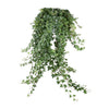 Efeu ‚Pittsburgh' – Hedera helix – Ansicht 2