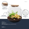 Terrarium-Set „Emma Mini" – DIY-Kit mit Fittonia ‚Ruby Lime'