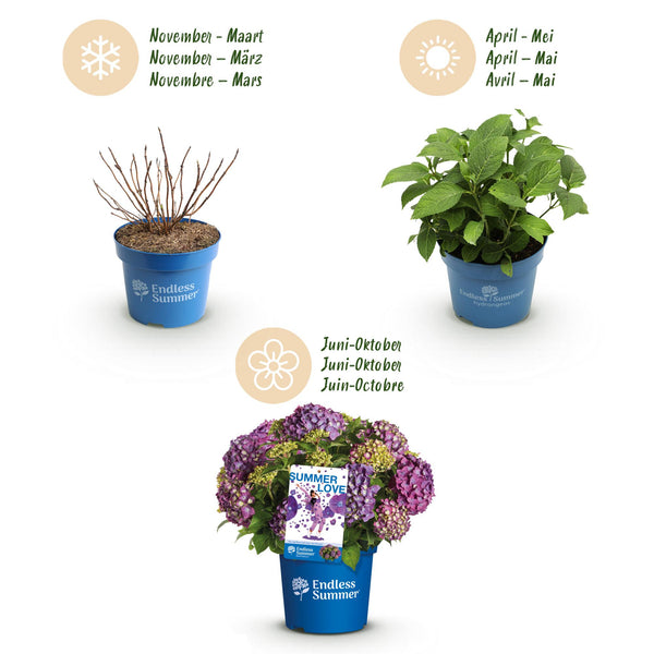 Bauernhortensie ‚Endless Summer Summer Love Purple' – Hydrangea macrophylla – Ansicht 4