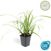 Japan-Segge ‚Ice Dance' – Carex morrowii – Ø 9 cm · 10-25 cm, 1 Stück