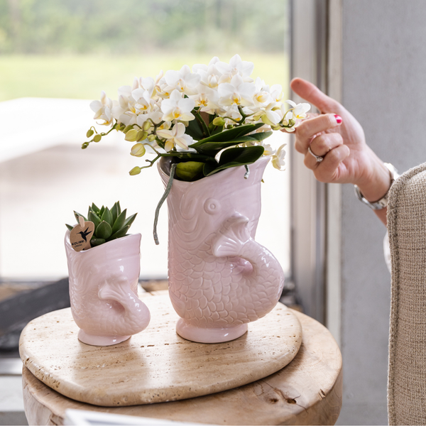 Schmetterlingsorchidee ‚Nazaré' – Phalaenopsis – Ansicht 10