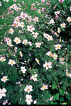 Herbst-Anemone ‚Robustissima' – Anemone tomentosa – Ansicht 5