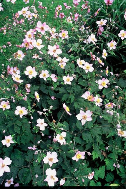 Herbst-Anemone ‚Robustissima' – Anemone tomentosa – Ansicht 5