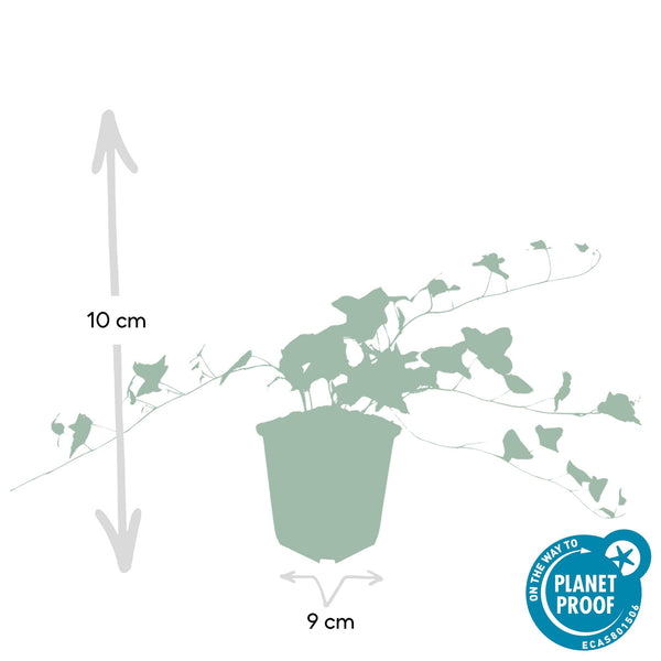 Efeu ‚Glacier' – Hedera helix – Ansicht 3