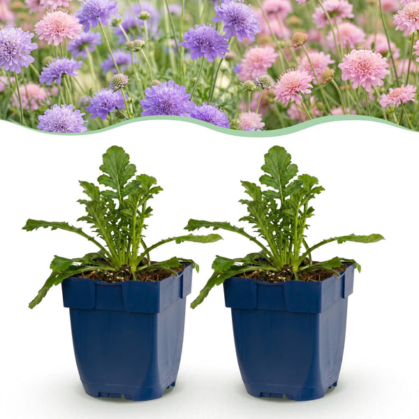 Skabiose – Scabiosa