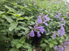 Katzenminze ‚Walker's Low' – Nepeta × faassenii – Ansicht 6