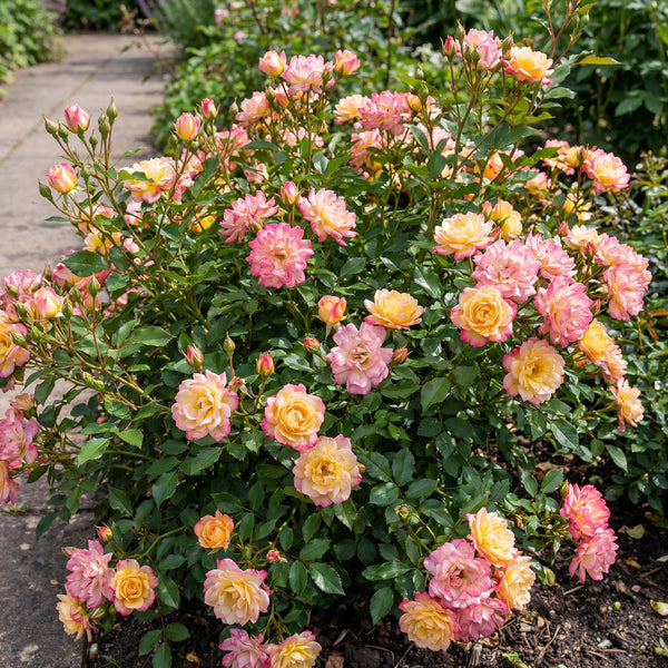 Rose ‚Tricolor Fairy' – Rosa – Ansicht 4
