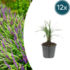 Lilientraube ‚Moneymaker' – Liriope muscari