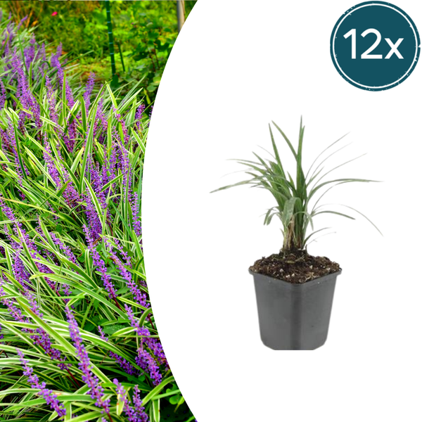 Lilientraube ‚Moneymaker' – Liriope muscari