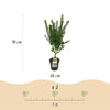 Japanischer Ahorn ‚Koto Hime' – Acer palmatum – Ansicht 3