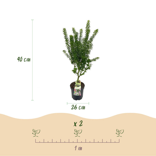 Japanischer Ahorn ‚Koto Hime' – Acer palmatum – Ansicht 3