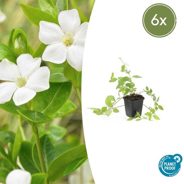 Großes Immergrün ‚Alba' – Vinca major – 6 Stück