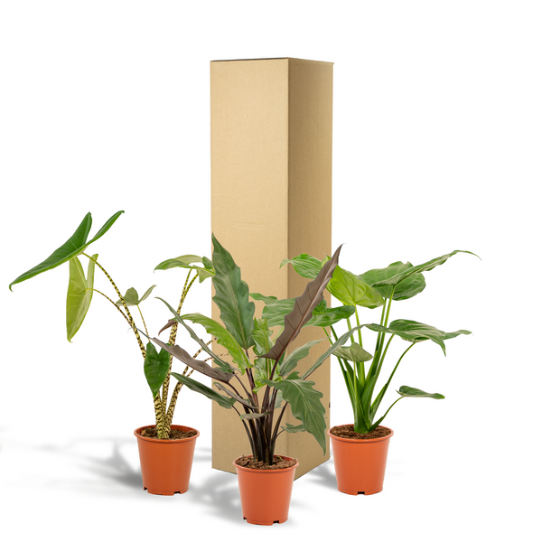 Alocasia-Set „Trio" – Alocasia zebrina, cucullata und lauterbachiana – Ansicht 7