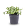 Mosaikpflanze ‚White Tiger' – Fittonia albivenis