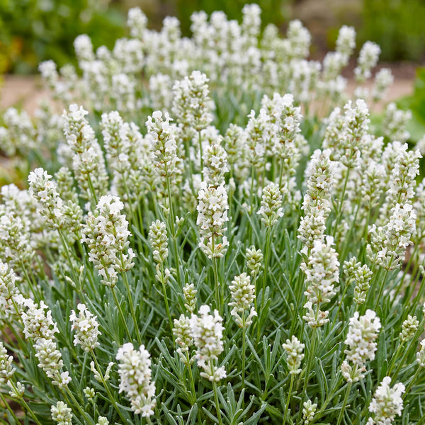 Lavendel ‚Edelweiss' – Lavandula angustifolia – Ansicht 5