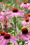 Purpur-Sonnenhut ‚Magnus' – Echinacea purpurea – Ansicht 2
