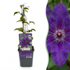 Waldrebe ‚The President' – Clematis