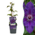 Waldrebe ‚The President' – Clematis