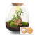 Flaschengarten-Set „Emma" – DIY-Kit mit Bonsai