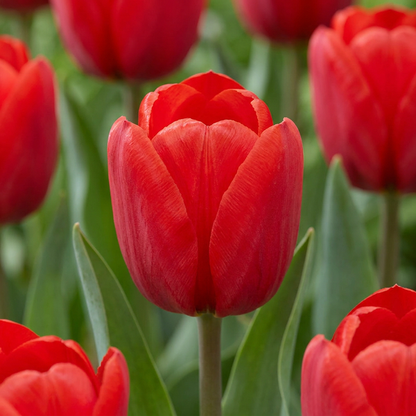 Triumph-Tulpe – Tulipa