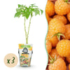 Himbeere ‚Fallgold' – Rubus idaeus – Ø 9 cm