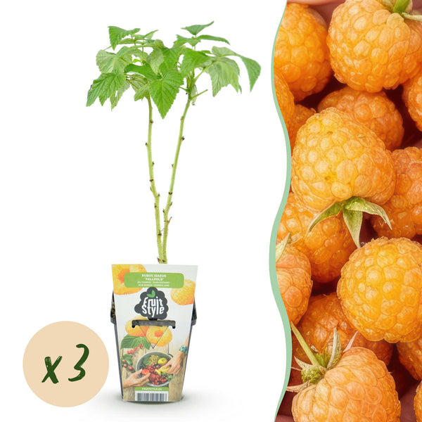 Himbeere ‚Fallgold' – Rubus idaeus – Ø 9 cm