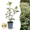 Ölweide ‚Compacta' – Elaeagnus × ebbingei