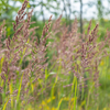 Diamant-Reitgras – Calamagrostis brachytricha – Ansicht 4