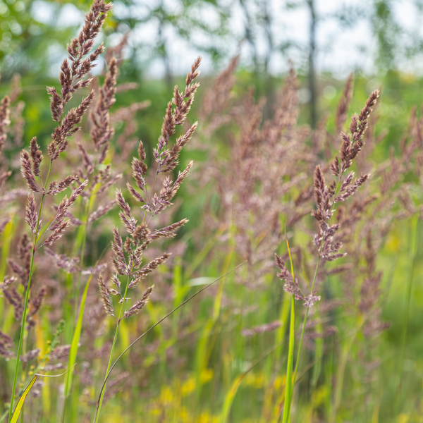 Diamant-Reitgras – Calamagrostis brachytricha – Ansicht 4