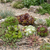 Hauswurz ‚Big Sam' – Sempervivum – Ansicht 4