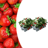 Erdbeere – Fragaria × ananassa – 12 Stück
