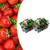 Erdbeere – Fragaria × ananassa – 12 Stück