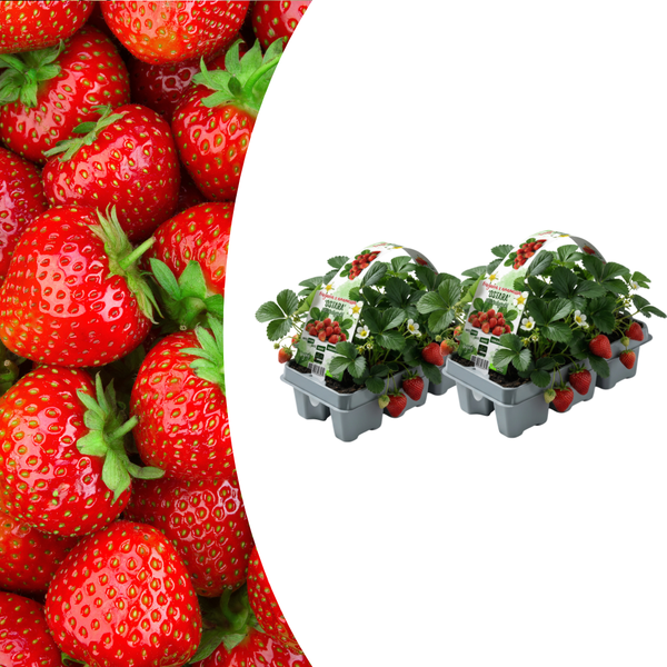 Erdbeere – Fragaria × ananassa – 12 Stück