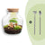 Flaschengarten-Set „Little Joe" – DIY-Terrarium mit Beleuchtung