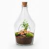Terrarium-Set „John" – Bonsai & Ruby Lime