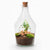 Terrarium-Set „John" – Bonsai & Ruby Lime