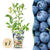 Heidelbeere ‚Bluecrop' – Vaccinium corymbosum – Ø 9 cm