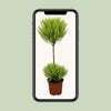 Zitronenzypresse ‚Goldcrest Wilma' – Cupressus macrocarpa – Ansicht 4